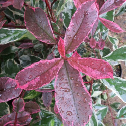 Photinia pink marble® Cassini