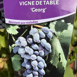 Vitis Georg, Vitis Damaris, grape