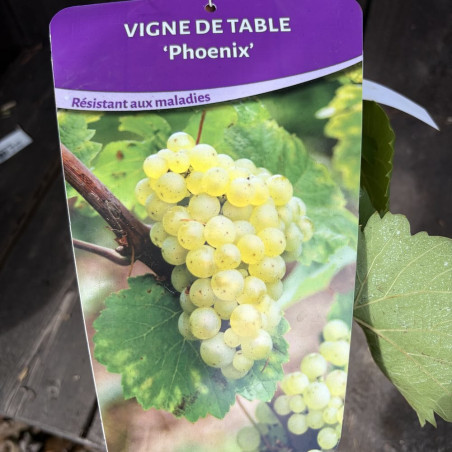 Vitis Phoenix, grape