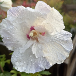 Hibiscus syriacus Igloo®