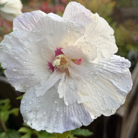 Hibiscus syriacus Igloo®