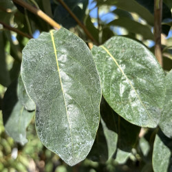 Diospyros kaki wilsonii