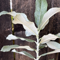 Salix candida Iceberg Alley, saule