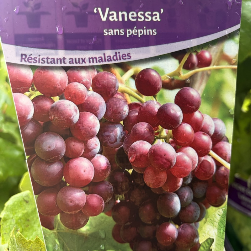 Vitis Vanessa, vigne, raisin
