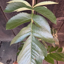 Sorbus Krasnaja Krupnaja