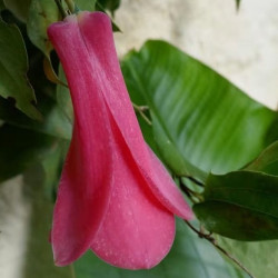 Clochette du Chili, Lapagérie du Chili