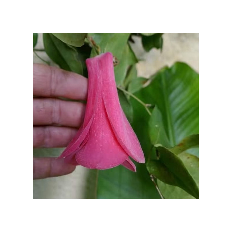 Lapageria rosea, Clochette du Chili, Lapagérie du Chili