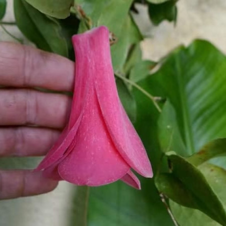 Lapageria rosea, Clochette du Chili, Lapagérie du Chili