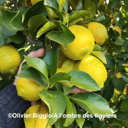 Citrus limon Bignette, citron de Menton