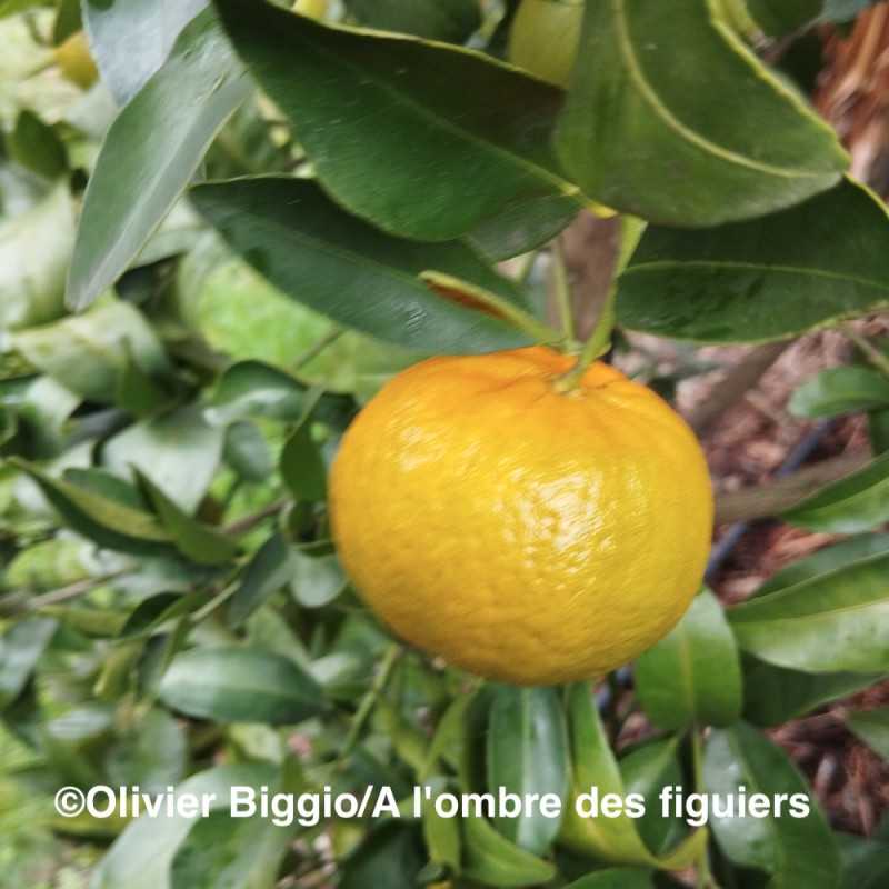Citrus reticulata Furr C54-4-4 (SRA337)