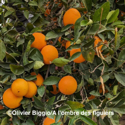 Citrus sinensis TVB, orange