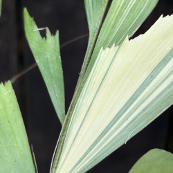 Caryota mitis variegata