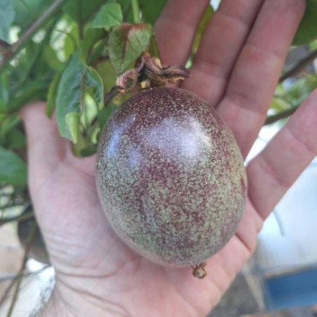 Passiflora edulis Camaguey