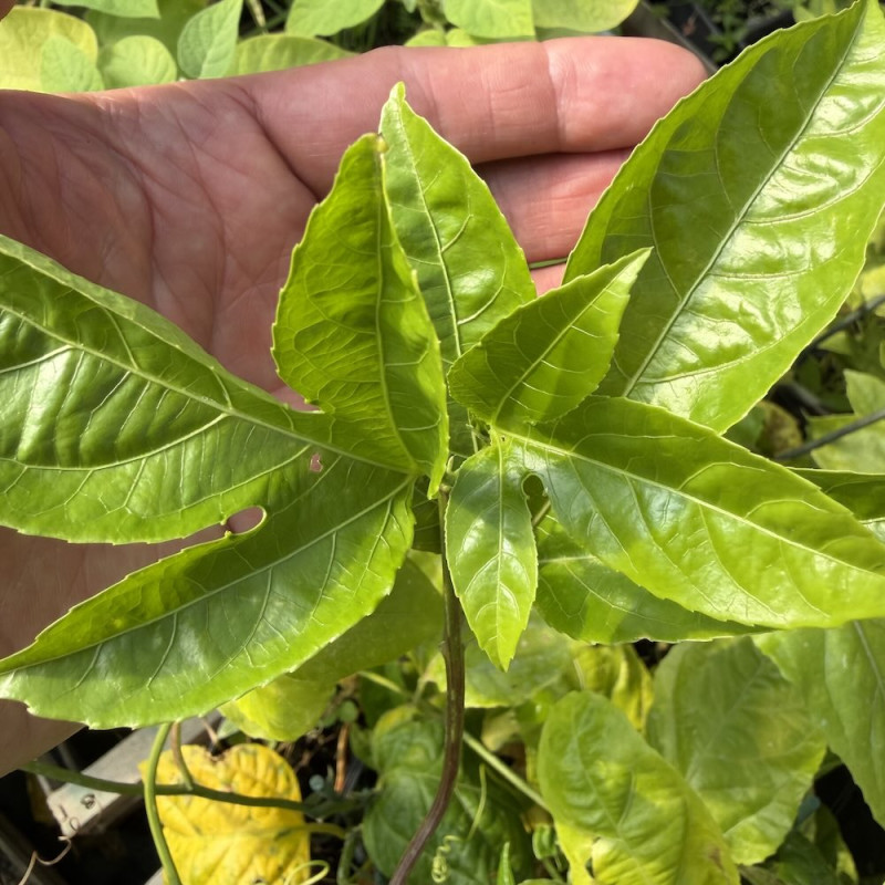Passiflora edulis Taigur