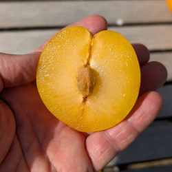 Prunus Estiva® TC Sun, plum tree