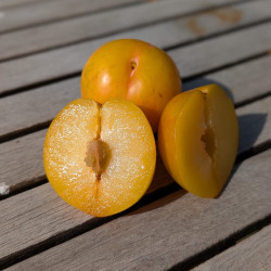 Prunus Estiva® TC Sun, plum tree