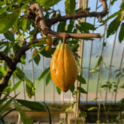 Theobroma cacao, Cocoa