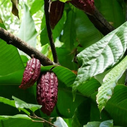 Theobroma cacao, Cocoa