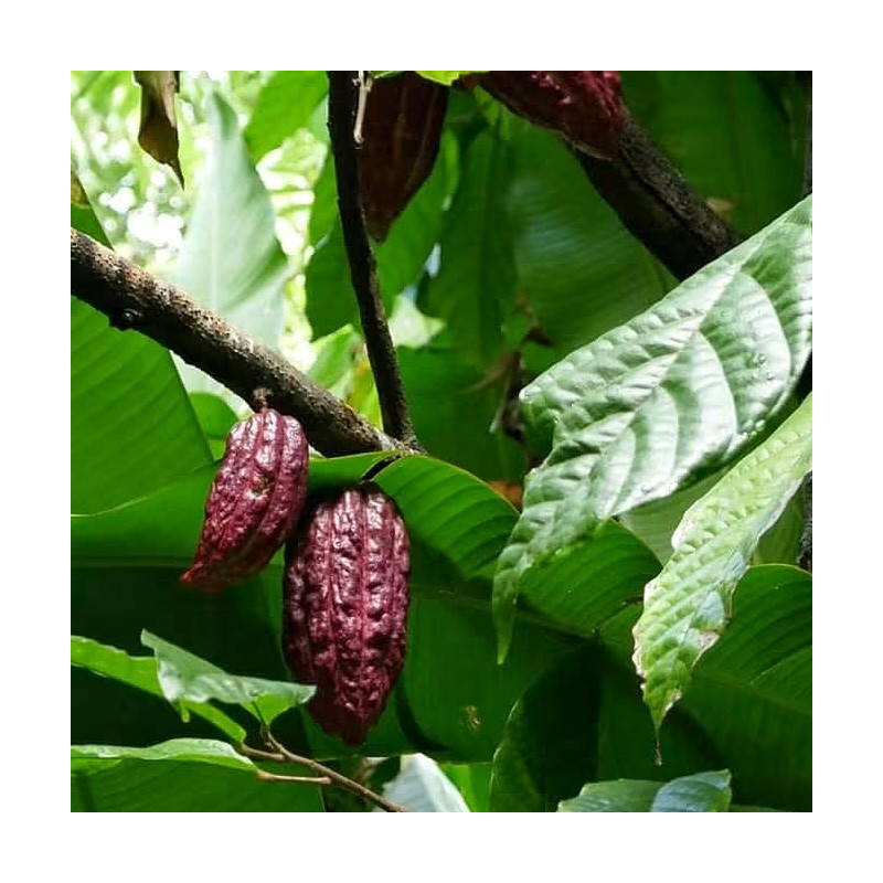 Theobroma cacao, Cocoa
