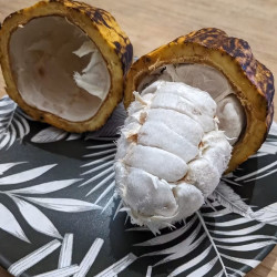 Theobroma cacao, Cocoa