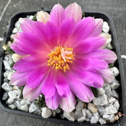 Ariocarpus fissuratus hintonii