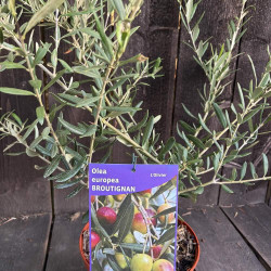 Olea europea Broutignan