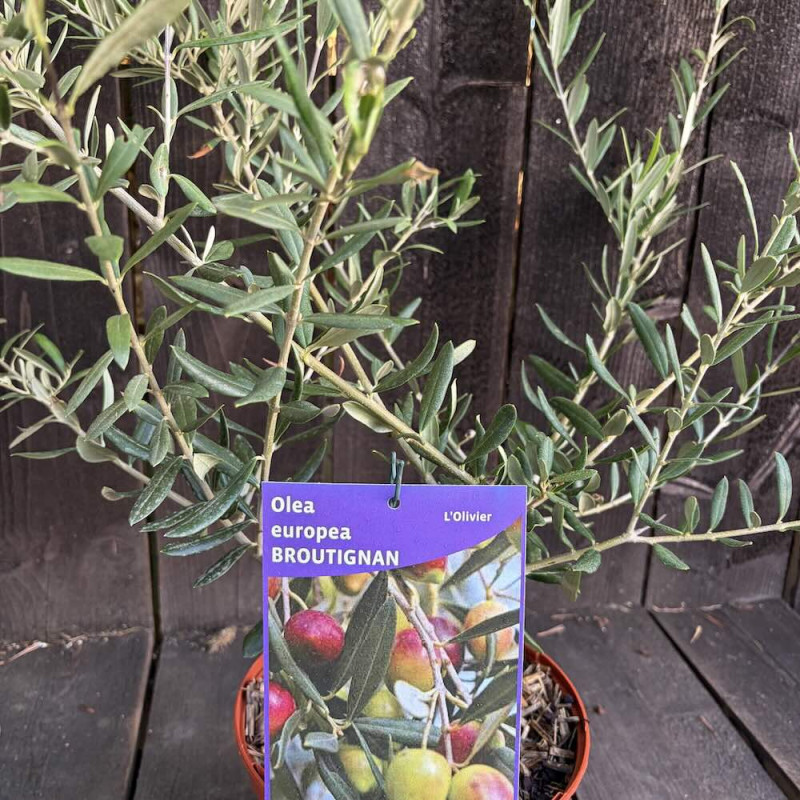 Olea europea Broutignan