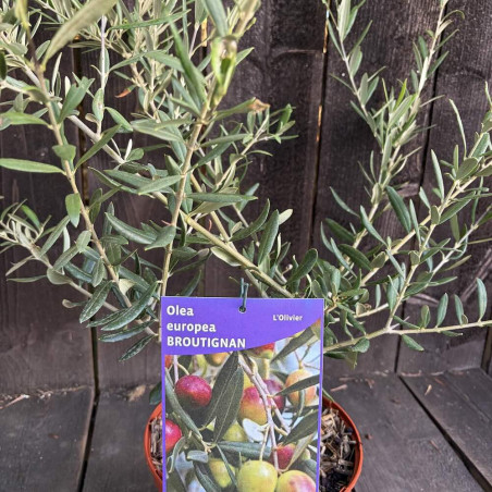 Olea europea Broutignan