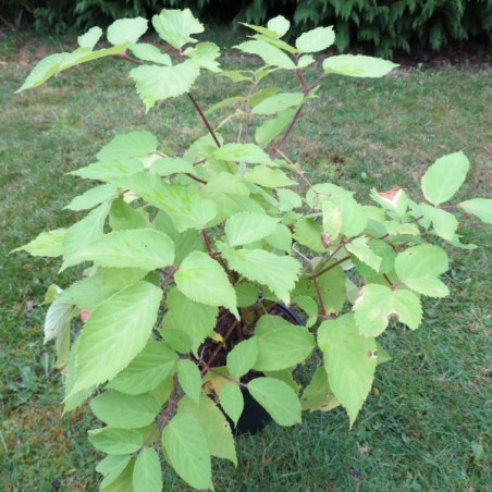 Aralia cordata sun king