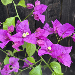 Bougainvillea glabra Magnifica Traillii