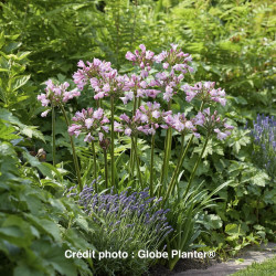 Agapanthus Poppin'® Pink
