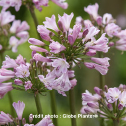 Agapanthus Poppin'® Pink