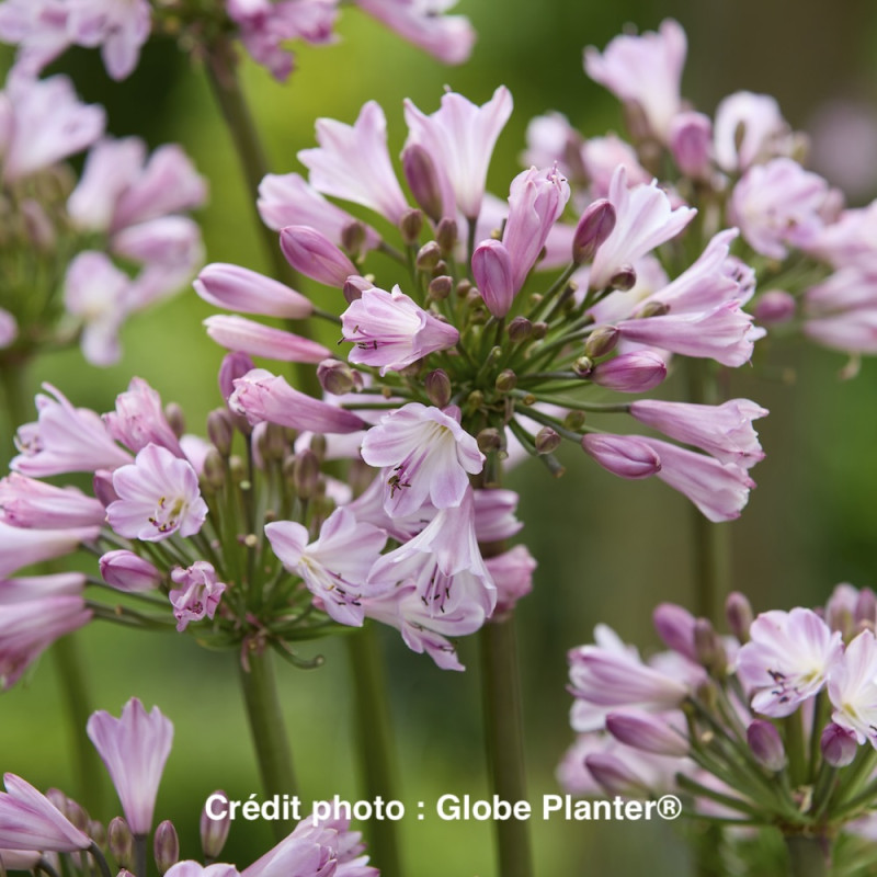 Agapanthus Poppin'® Pink