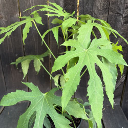 Fatsia polycarpa Needham's Form