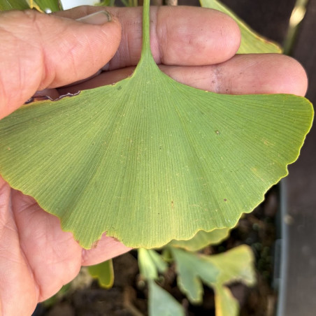 Ginkgo Princeton Sentry