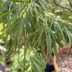 Acer scolopendrifolium