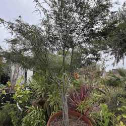 Acer scolopendrifolium 110 l