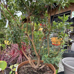 Arbutus x reyorum Marina 180 l