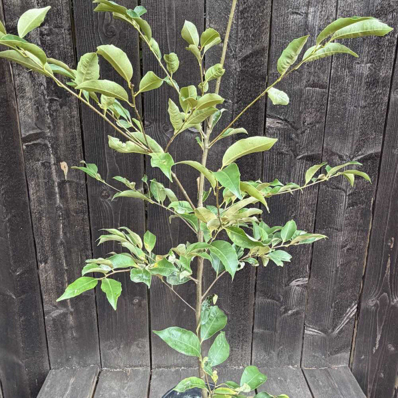 Castanopsis sieboldii, Shii-no-ki