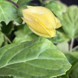 Kirengeshoma palmata Black Style