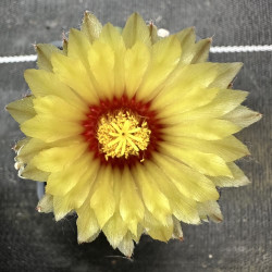 Fleur d'Astrophytum asterias
