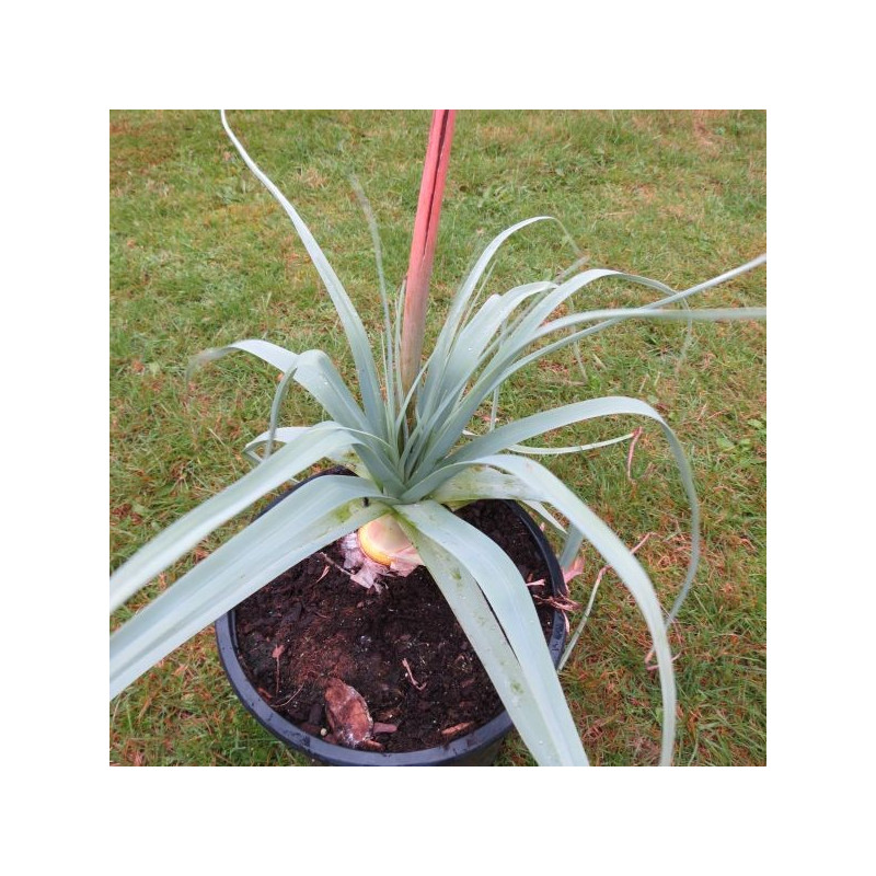 Kniphofia caulescens John May's form