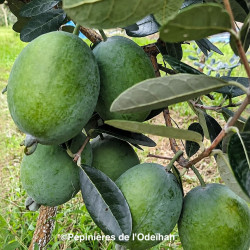 Acca sellowiana Anatoki