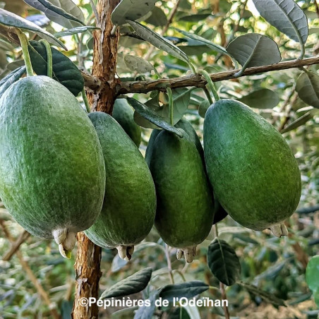 Acca sellowiana Anilvinkoru
