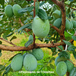 Acca sellowiana Takaka