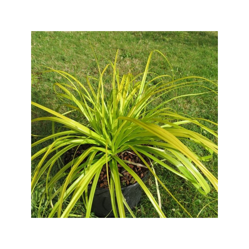 Carex oshimensis everillo®