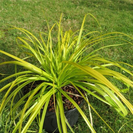 Carex oshimensis everillo®