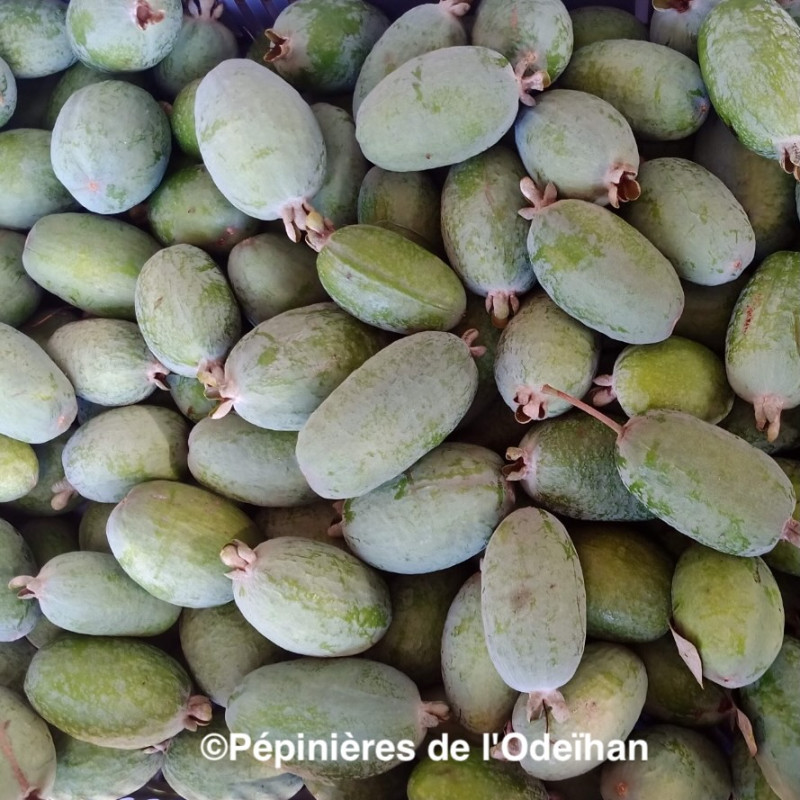 Acca sellowiana Opal Star