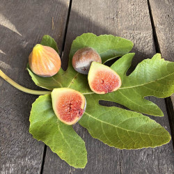 Ficus Brown Turkey