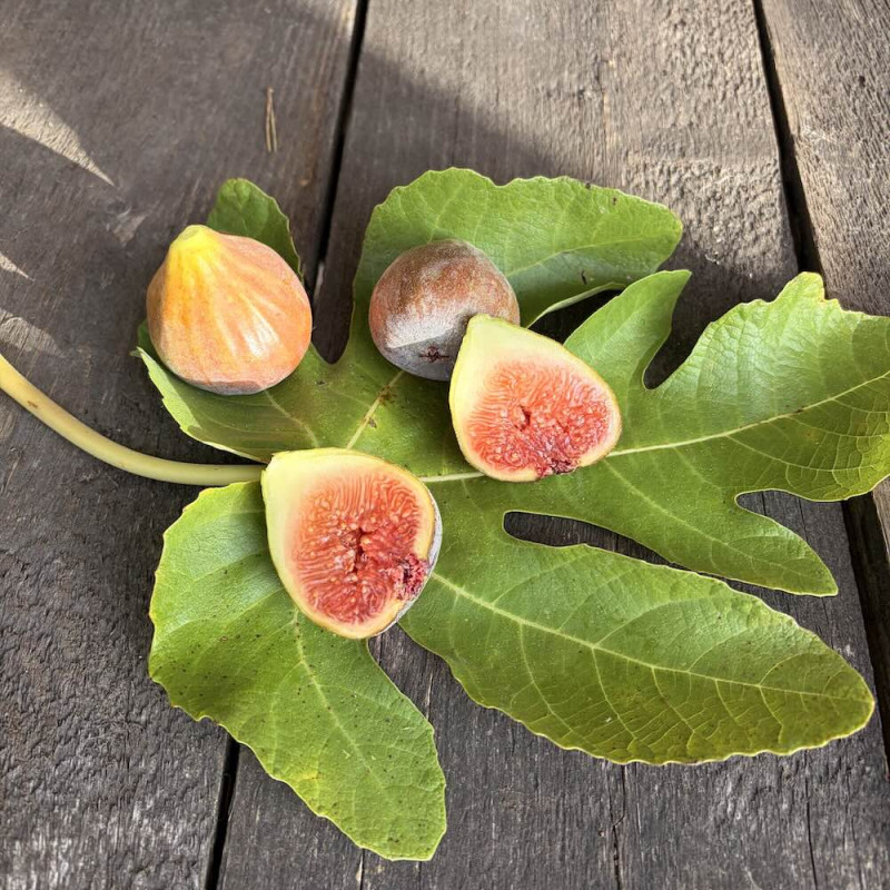 Ficus Brown Turkey